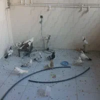 کبوتر دارای ۱۴ عدد