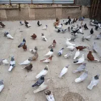 کفتر همه مدل|پرنده|شیراز, فخرآباد (دروازه کازرون)|دیوار