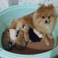 ۵ تا ماده پامرانین زیبا|سگ|ساری, |دیوار