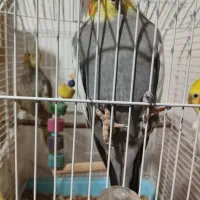 عروس هلندی،فروش یا معاوضه|پرنده|صومعهسرا, |دیوار