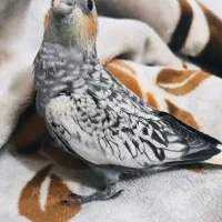 جوجه عروس هلندی
