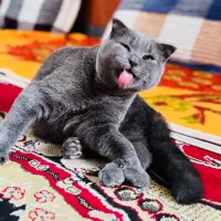 گربه|گربه|بندر گناوه, |دیوار