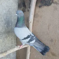 کبوتر غریب اومده