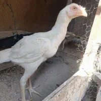 مرغ لاری اصل بخون|حیوانات مزرعه|زابل, |دیوار