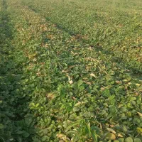 بذر و نهال توت فرنگی رقم سا برینا پر بار یکدست|خدمات باغبانی و درختکاری|خان ببین, |دیوار