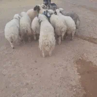 قصابی در سیروان