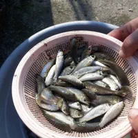 پخش عمده بچه ماهی سفید کپور قزل آلا|ماهی|سنندج, |دیوار