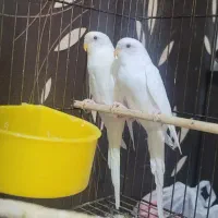 مر غ عشق معاوضه با فنچ|پرنده|کرمان, |دیوار