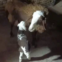 میش فروشی بره نر قیمت 56