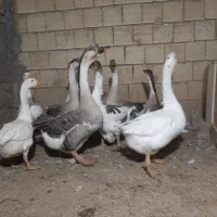 قوغاز اوکراینی خاکستری و سفید|حیوانات مزرعه|لنجان, |دیوار