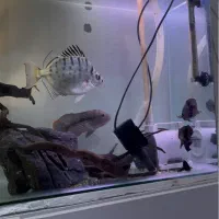 آکواریوم با ماهی