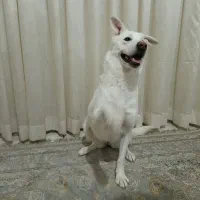 سگ میکس شرمن هاسکی ماده