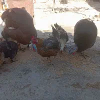 بوقلمون نر و ماده|حیوانات مزرعه|دهگلان, |دیوار