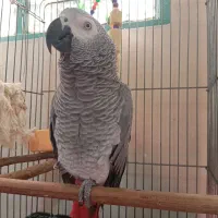 کاسکو|پرنده|شهریار, دهشاد بالا|دیوار