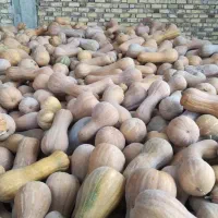 کدو حلوایی روستای بیار|خوردنی و آشامیدنی|آشخانه, |دیوار