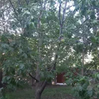 زمین باغی معاوضه ای