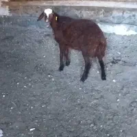 بره همو