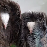 زرد خارجی جاکوبین بخارا سرور|پرنده|یزد, |دیوار