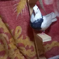 کبوتر طوق سیاه نر|پرنده|شیراز, لاله|دیوار