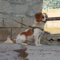 سگ پاپی اشپیتز پامر شیتزو