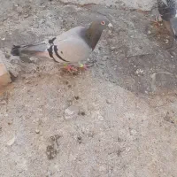 باسلام کبوترمسافتی المانی درجه یک