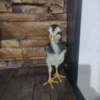 جوجه لاری|حیوانات مزرعه|کرمانشاه, |دیوار