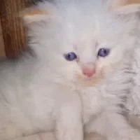 واگذاری توله های اسکاتیش انفولد نر و ماده