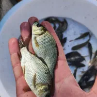 کپور بچه مناسب استخرهای باغی