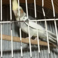 عروس هلندی ماده و نر