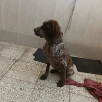 پرشین پیونتر ماده|سگ|لنگرود, |دیوار