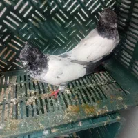 بشی گو|پرنده|مرند, |دیوار