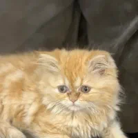 گربه سوپر پرشین فلت