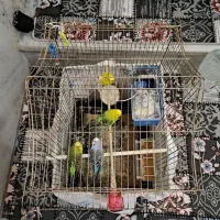 مرغ عشق|پرنده|نسیمشهر, |دیوار