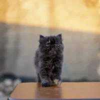 بچه‌گربه‌ ی پرشین گوگولی و شیطون