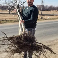 ـ نهال گردوی پربار و اصیل|خدمات باغبانی و درختکاری|سنندج, |دیوار