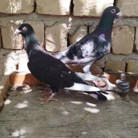 سبز و قره پلاکی