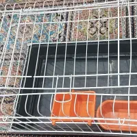 قفس همستر و خوکچه هندی و خرگوش و...|لوازم جانبی حیوانات|اصفهان, الهیه|دیوار