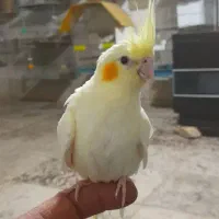 سالن عروس هلندی ومرغ عشق  متنو بخون