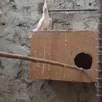 عروس هلندی آلبینو سالم و سرحال