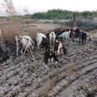 بز ماده مولد دو قلو زا در اروندکنار