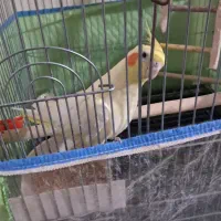 عروس هلندی با قفس