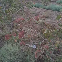 ۱۰۰قصب اب و زمین جاده شیرازی کنارکانکس سازی دلاور