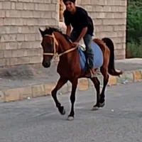 اسب نریون|اسب و تجهیزات اسب‌سواری|میناب, |دیوار