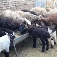 ۱۰راس میش بره|حیوانات مزرعه|بروجرد, |دیوار