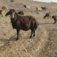 قوچ|حیوانات مزرعه|طاغنکوه, |دیوار