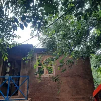 سوئیت جنگلی در کیاده