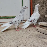 جوجه هفت رنگ