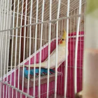 طوطی عروس نر  رام و دستی