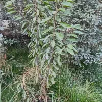 باغ برق دار درتپه باشی فیرورق|فروش زمین و ملک کلنگی|فیرورق, |دیوار