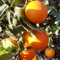 پرتقال درجه یک|خوردنی و آشامیدنی|دابودشت, |دیوار